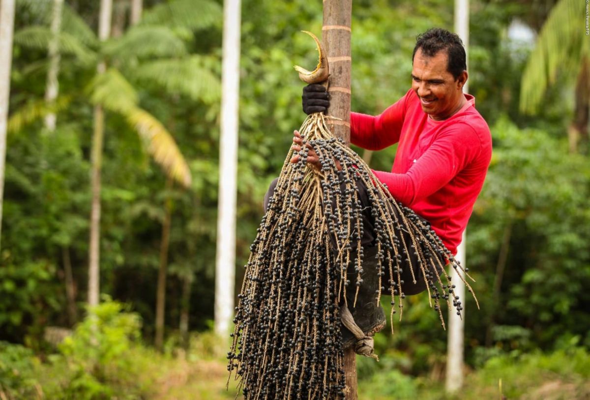 Açaí e guaraná são eleitos entre as melhores frutas globais pelo Taste Atlas