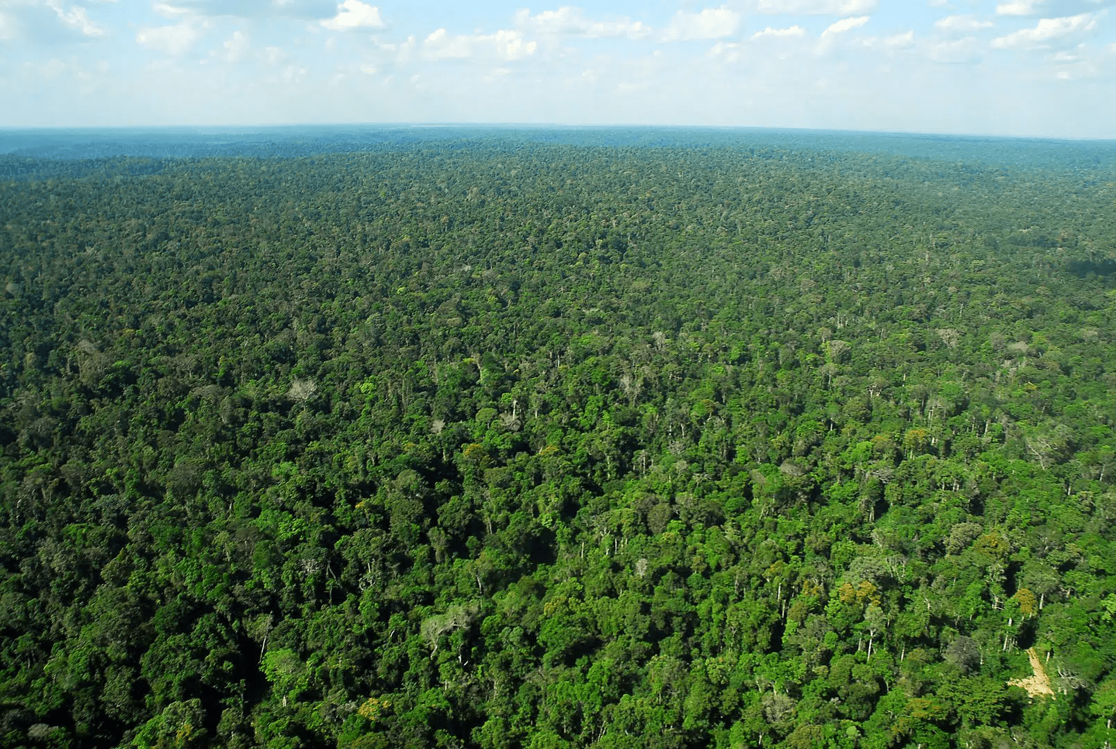 Concessões de florestas na Amazônia têm potencial para triplicar, fortalecendo o combate ao desmatamento.