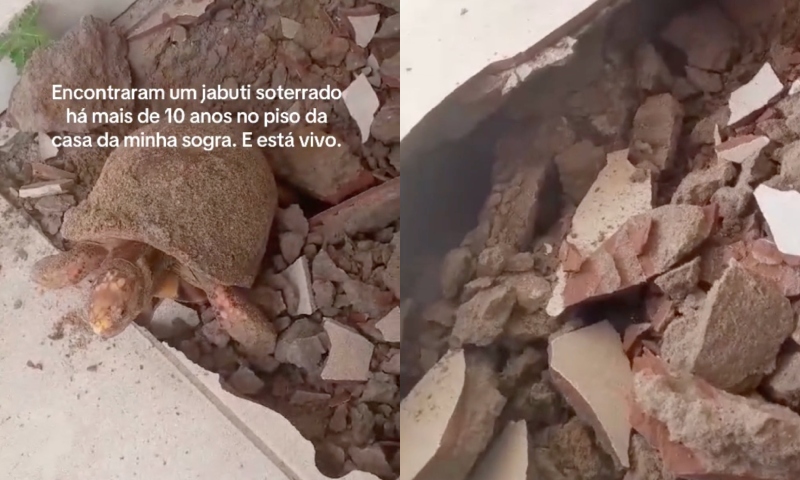 Jabuti reaparece vivo após uma década sumido sob o piso de residência; assista ao vídeo